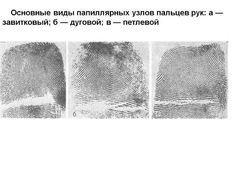 Основные виды папиллярных узлов пальцев рук: а — завитковый; б — дуговой; в —